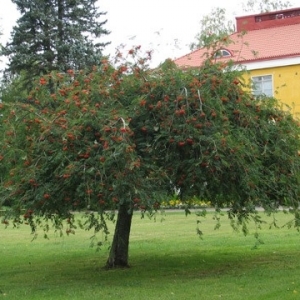 Šermukšnis paprastasis (Sorbus aucuparia) &#039;Pendula&#039;